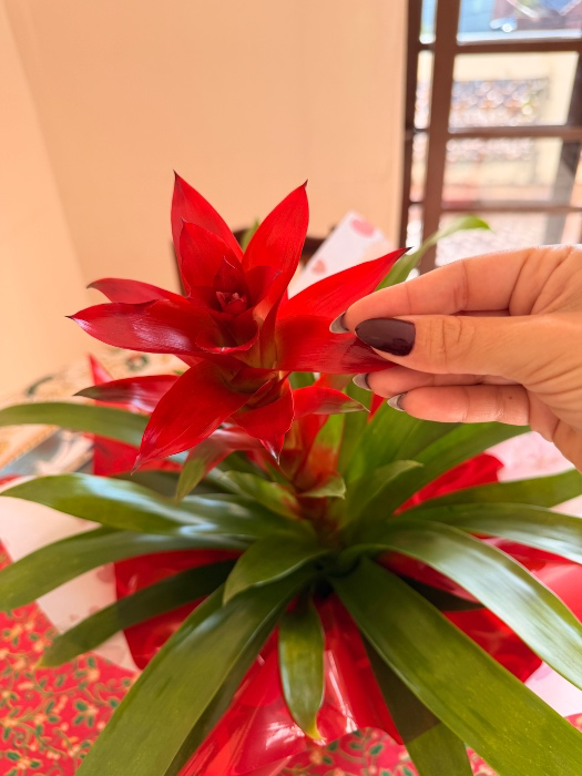 Flower for your queen 