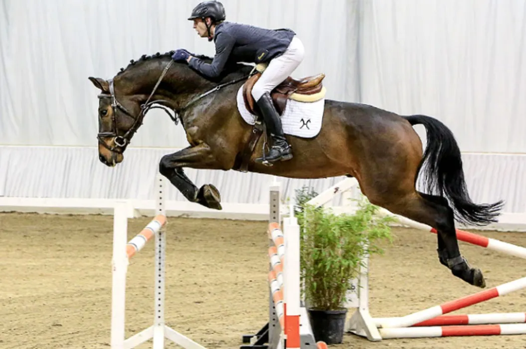 buy me a horse