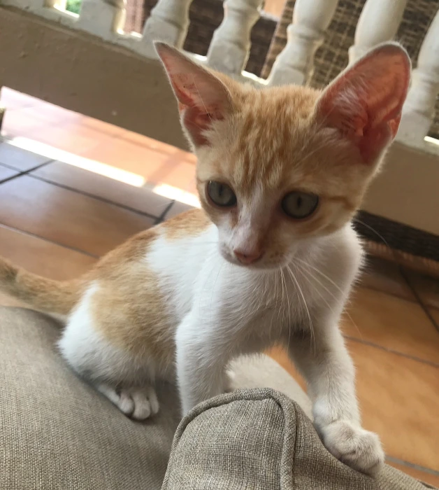 Surgery Fund for Peanut the cat
