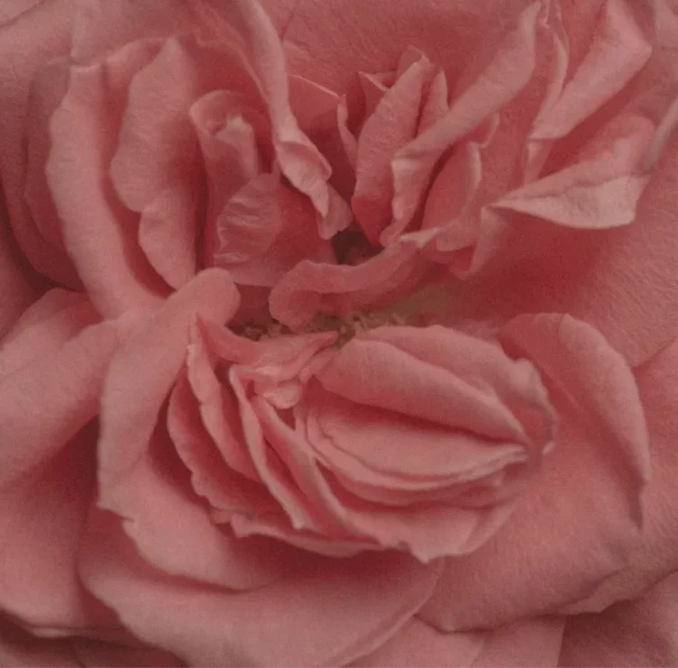 100 roses