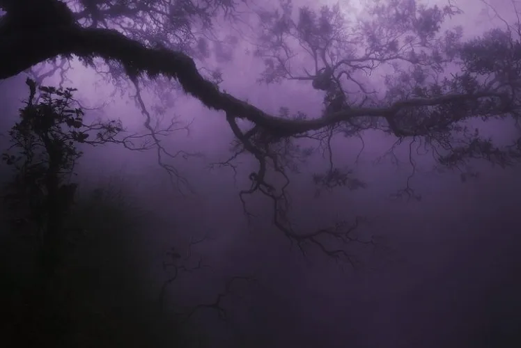 ✎𓂃dark forest 