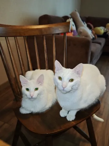 Health & love for my cats 🐾💖