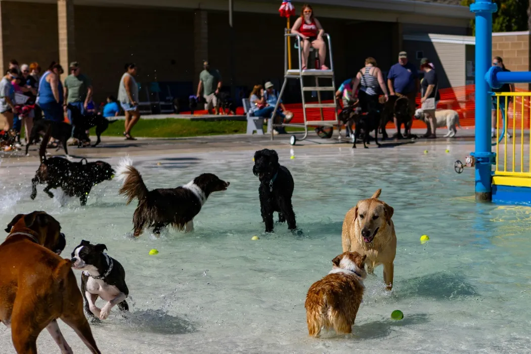Doggy Daycare Membership