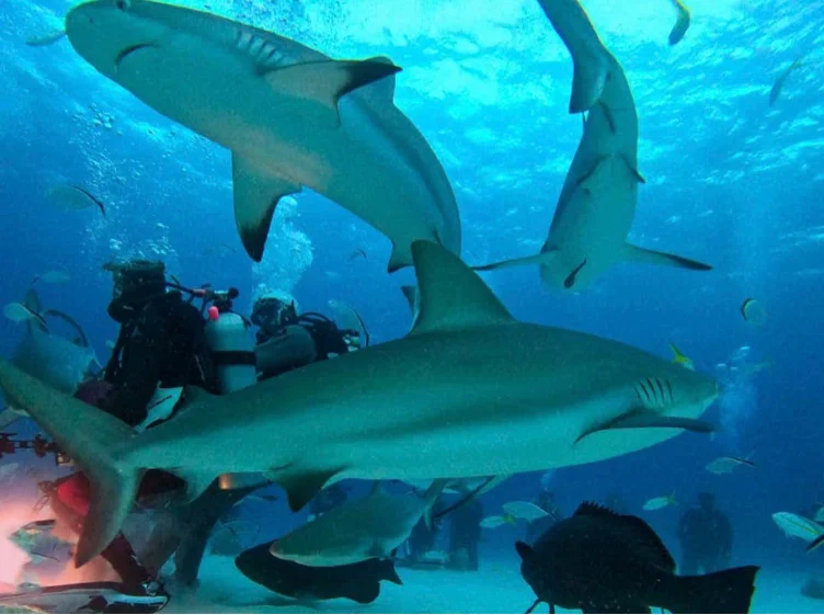 Diving with the shark Bahamas 