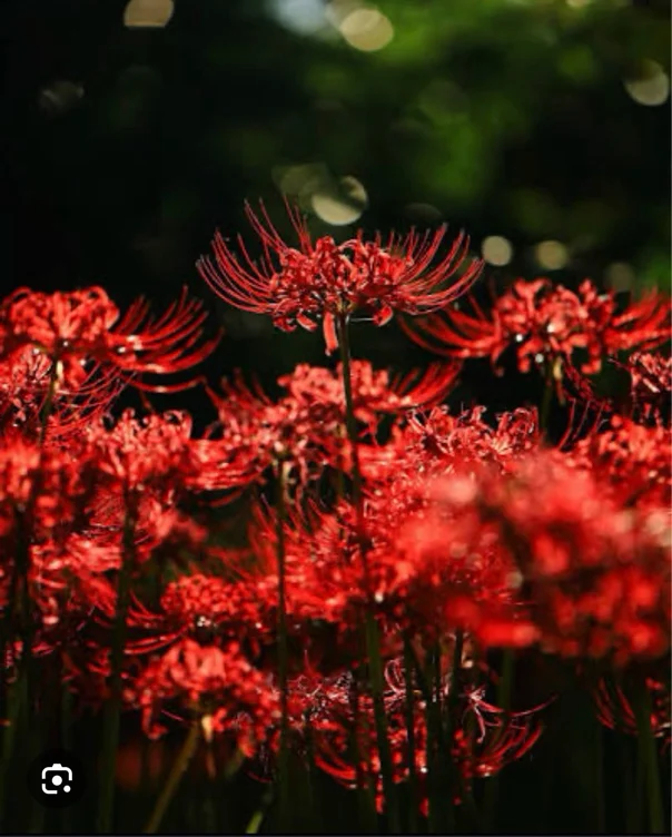 Flowers (80$)