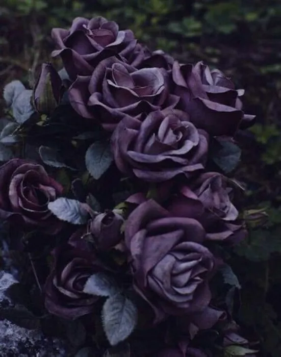 Thinking Of Princess