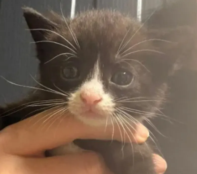 Mystery Kitty Fund <3