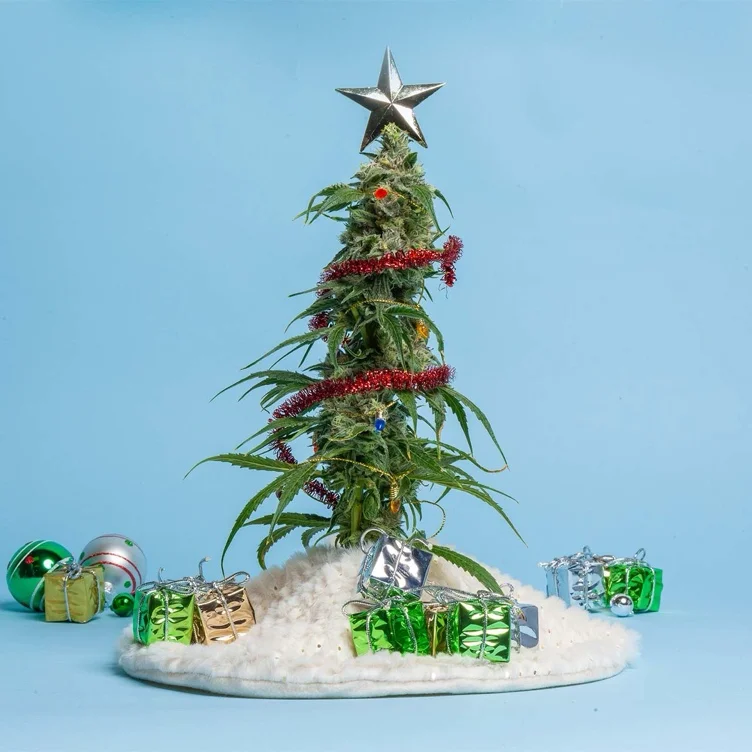 christmas weed