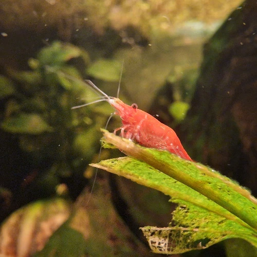 Shrimp supplies