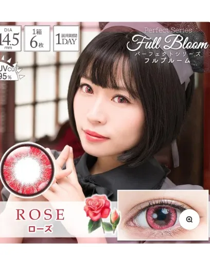 Full bloom rose
