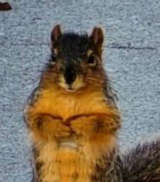 Solina Mega XXL - Big, Ultra-Realistic Dual-Density Silicone Dildo | Default Title