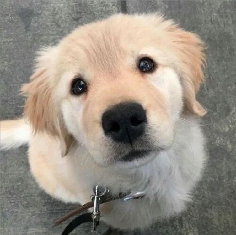 silly puppy