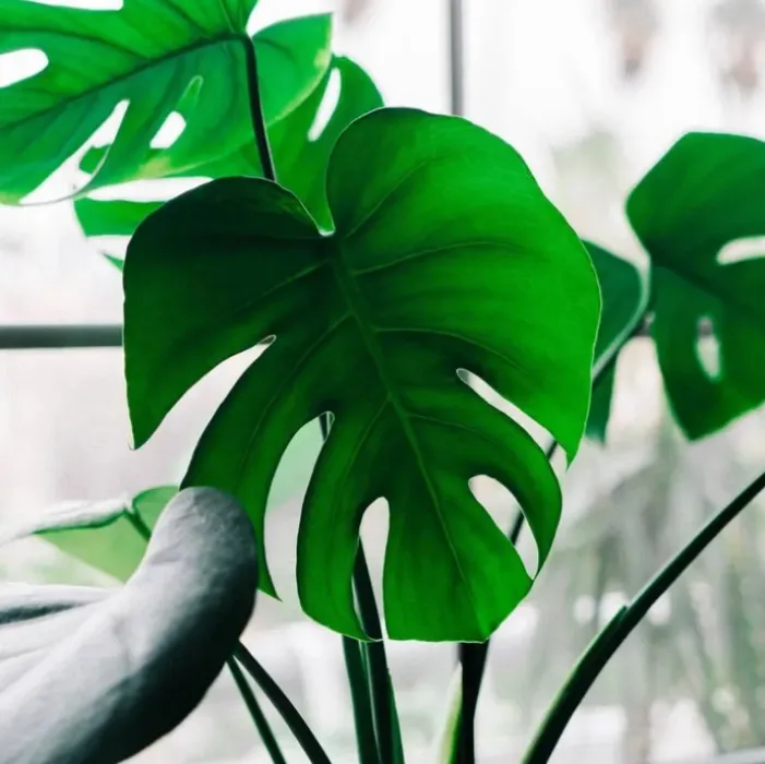 Buy me a houseplant! 🌿