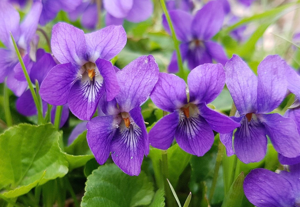 Violets