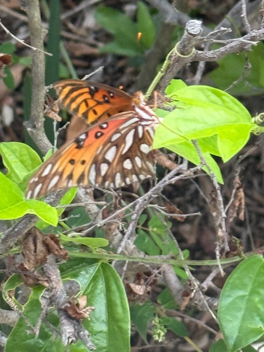Butterfly garden