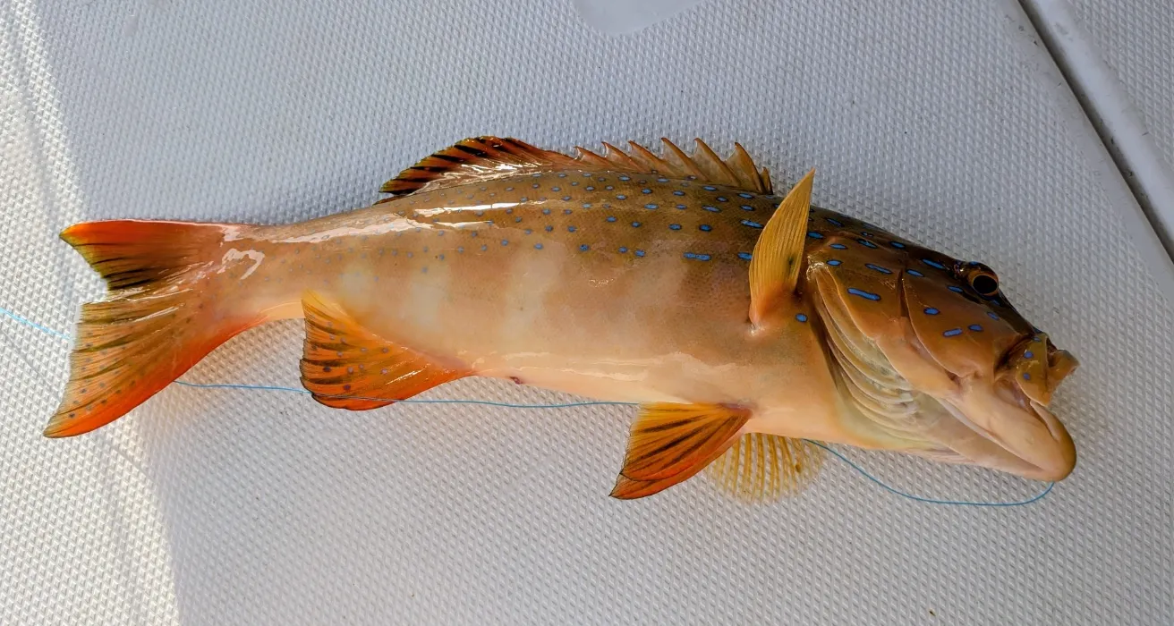 Sashimi