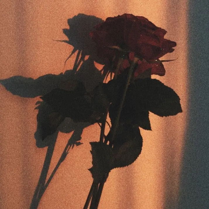 🌹 Adoration 🌹