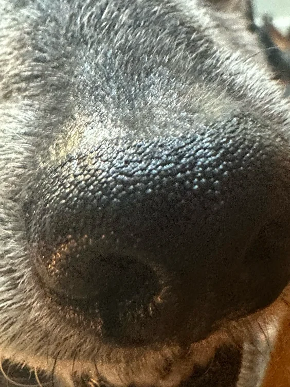Custom Nose print jewelry 
