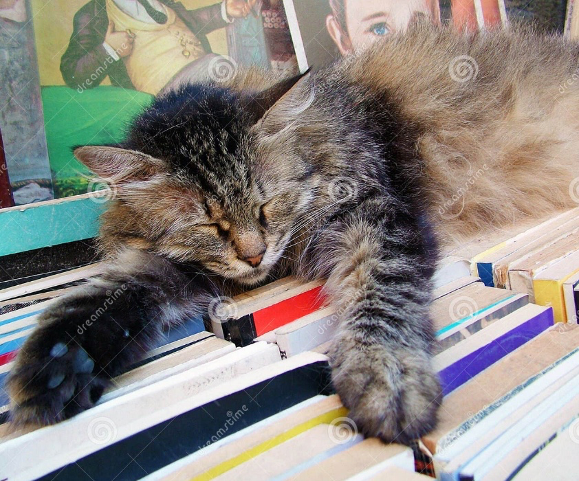 Get dem books, girl!!! (for studying)