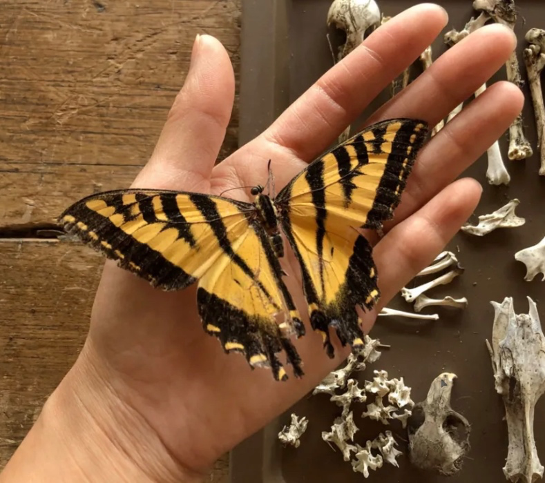 Butterfly Taxidermy Class