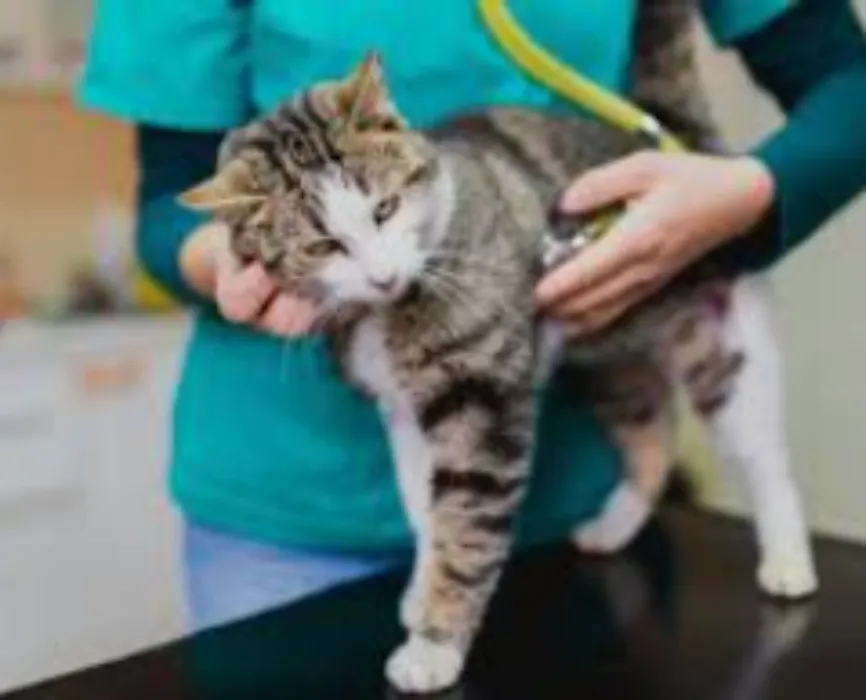 Step 2 - Bring my Cats Home - Vet Certificates x 3