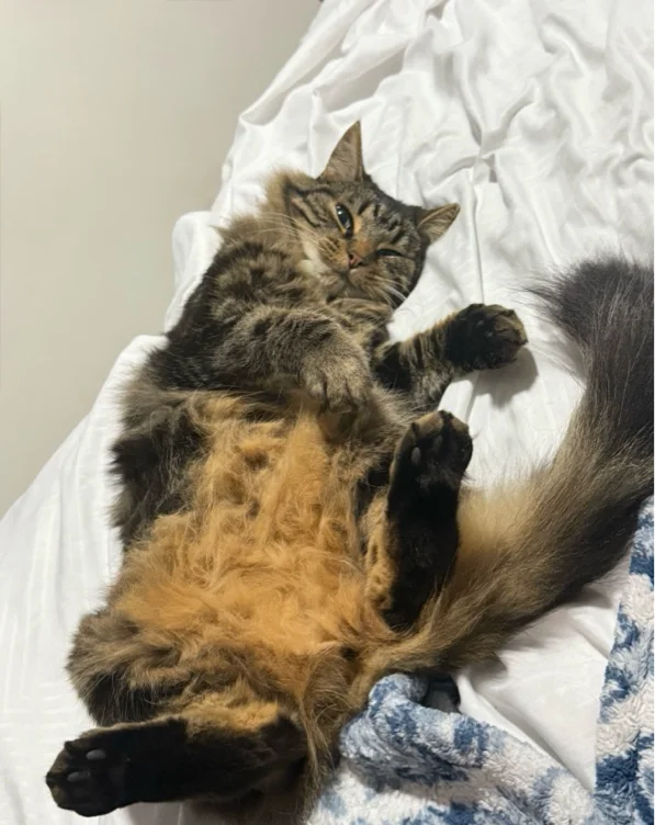 Kitty’s Dental Cleaning