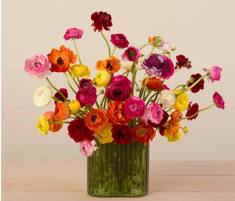 50 Farmer's Choice Ranunculus Bouquet 