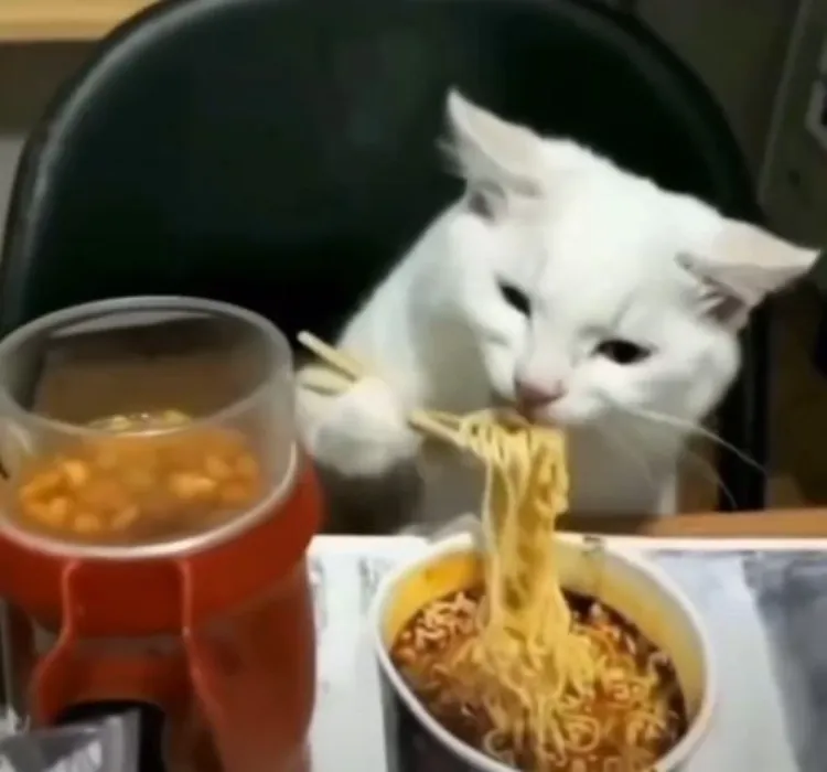 Cat Snack