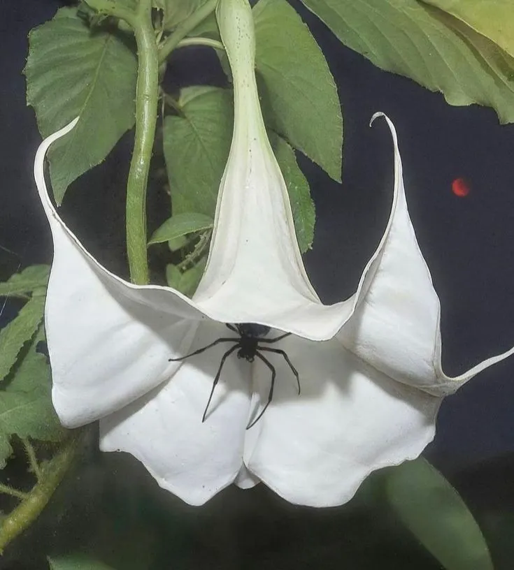 𝘢𝘥𝘰𝘳𝘢𝘵𝘪𝘰𝘯 𓂃⋆.˚