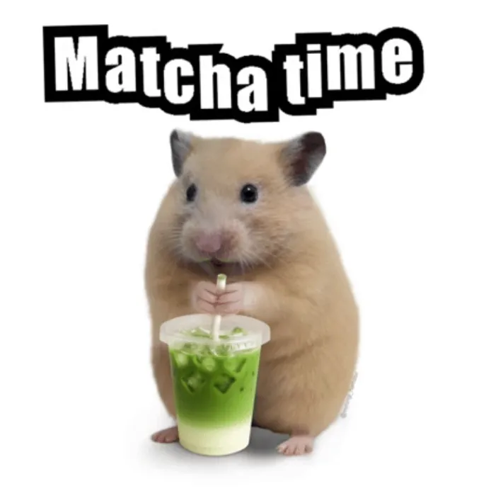 Daily Matcha