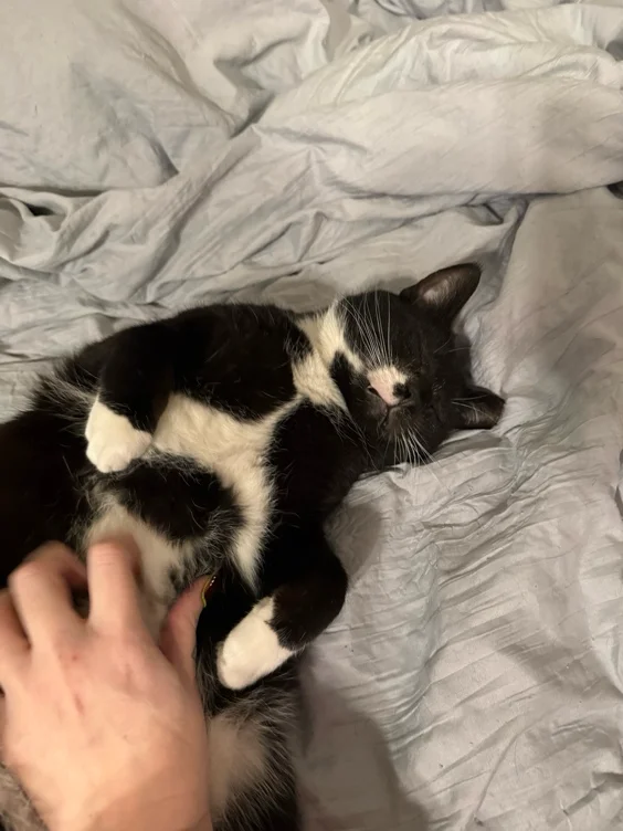 Mothman’s Dental Bills