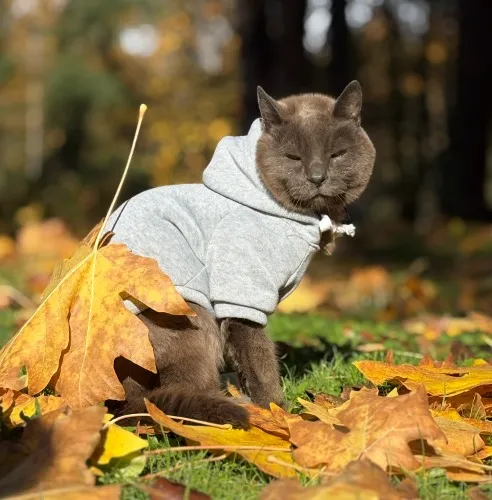 Fundraiser for Zappa (20 years old and counting)