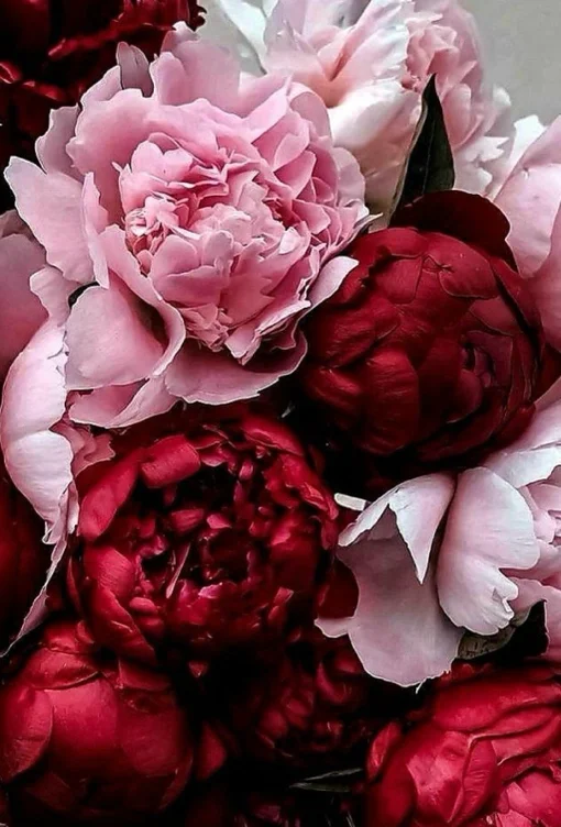 A dozen Peonies