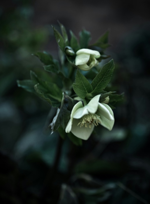 A SINGLE FLOWER