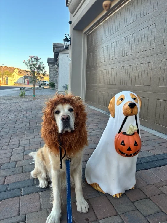 Trick or Treat 👻 
