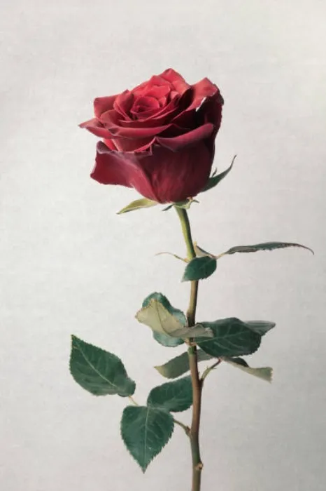 A Single Red Rose.