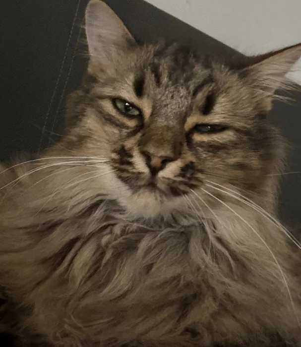 Nommies for the Floofer!