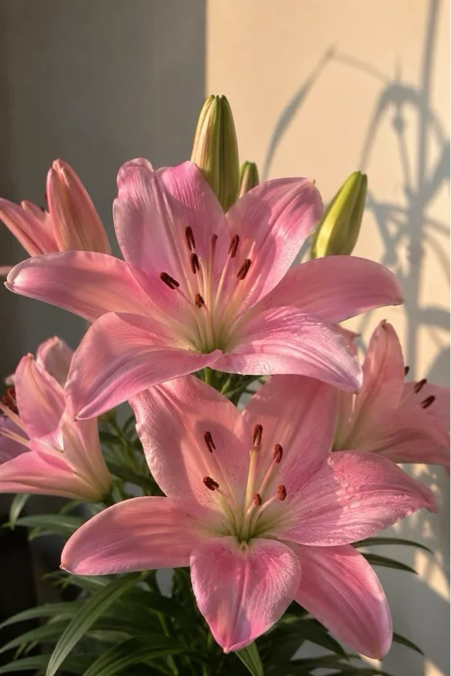 lilies 