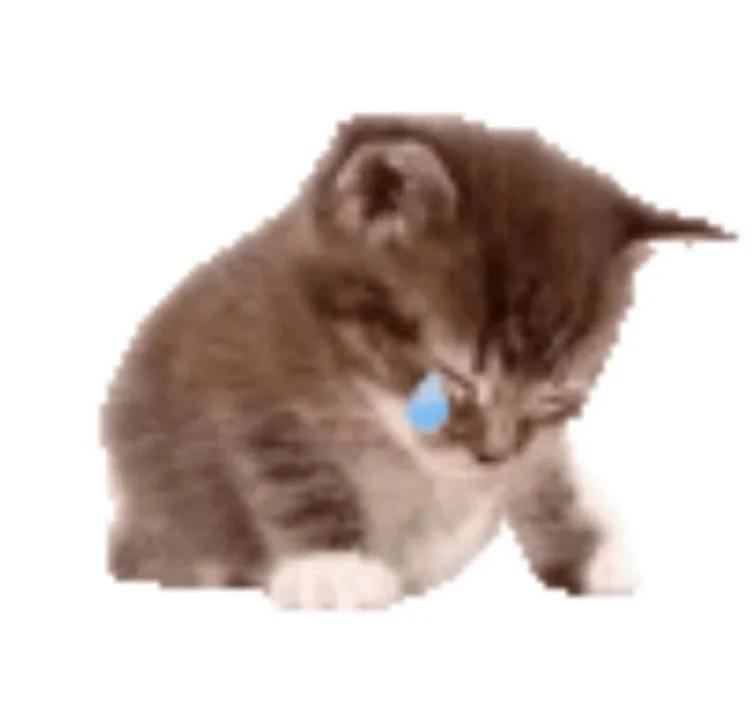 $50 make kitty happy:( 