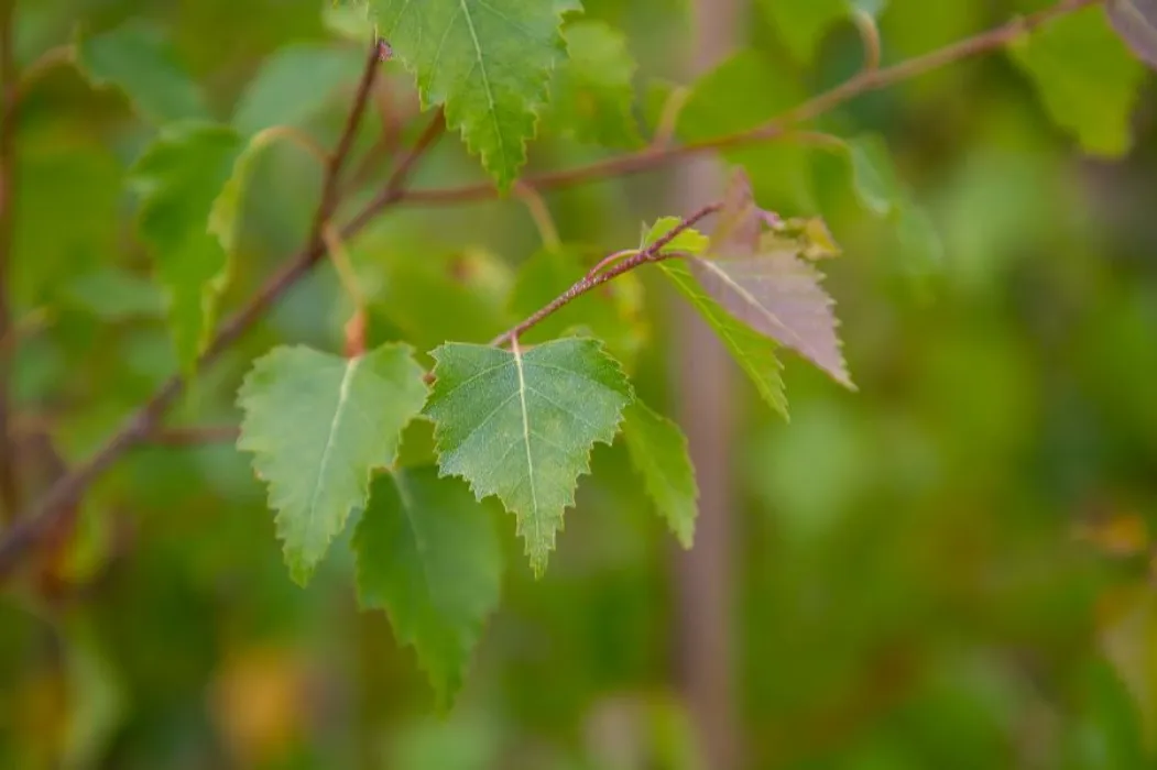 Mature Silver Birch Tree