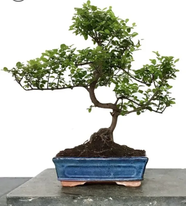 Bird Plum Cherry Bonsai Tree