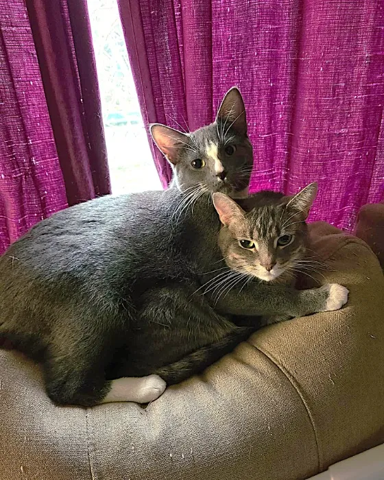 Daily Cat Treats
