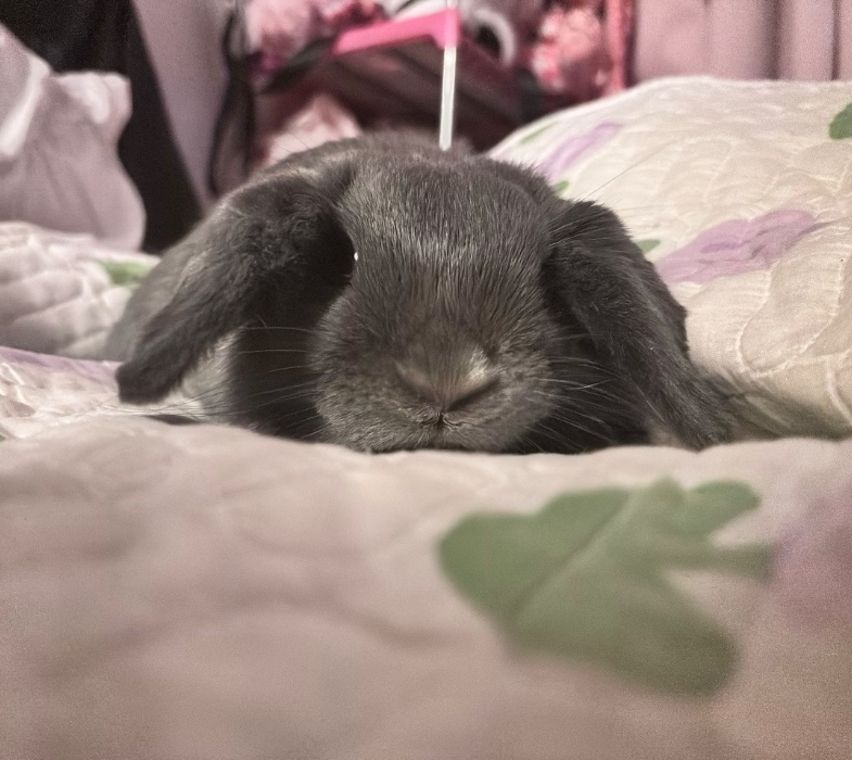 blueberry’s monthly petcare fund🫐🐰