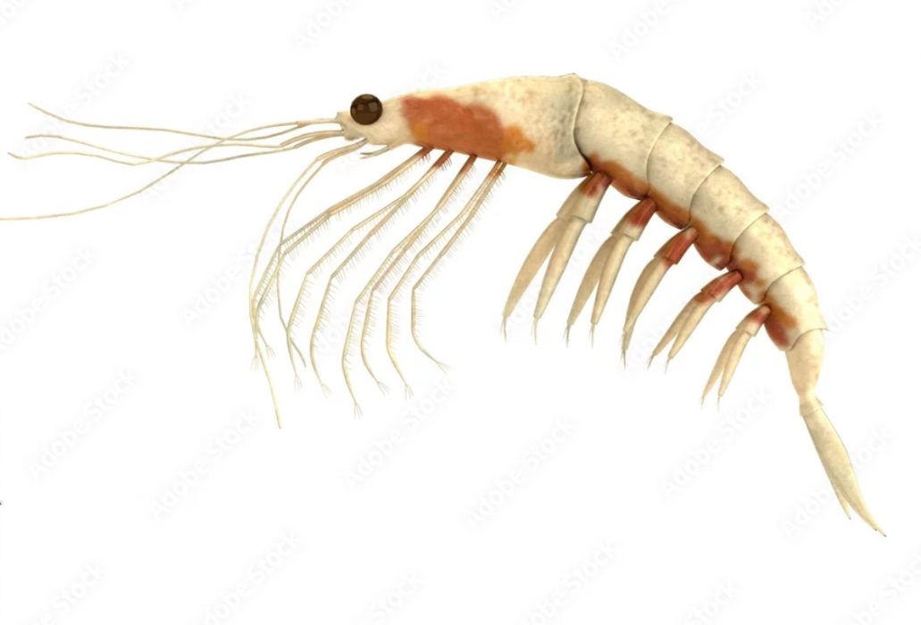 krill