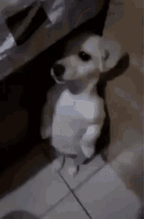 Scared Puppy 🤭