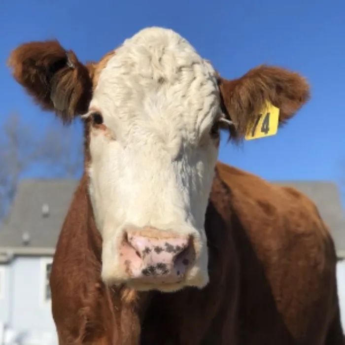One-Time Donation to Gentle Barn Animal