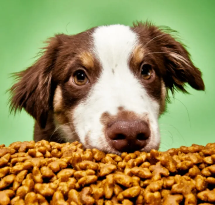 DOG FOOD 20KG