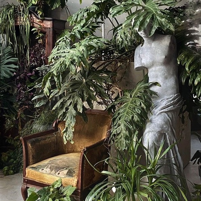 NEW PLANT FOR MY GARDEN