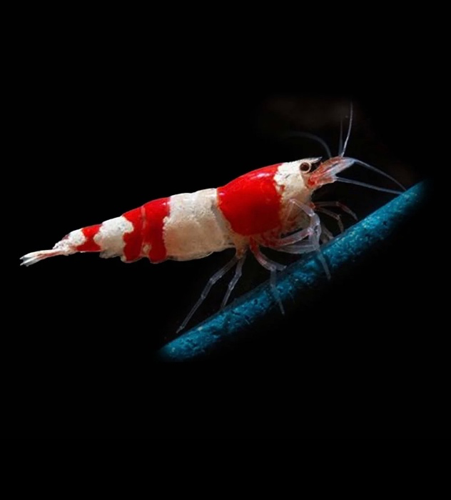 shimp