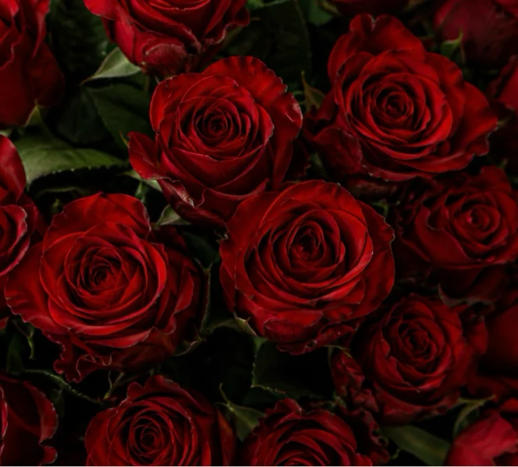 40 Roses 🌹 